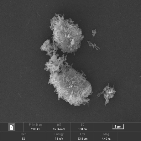 FABIOTICS’ Proprietary Strain DePlastox™ Lactiplantibacillus plantarum PD01 Granted National Invention Patent